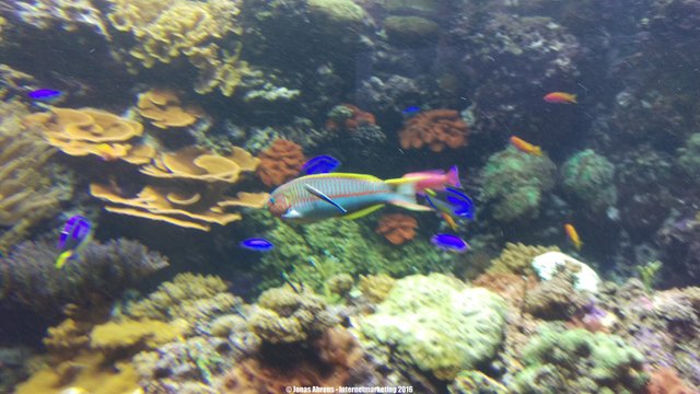 Parrotfish 2