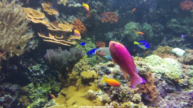Parrotfish 3