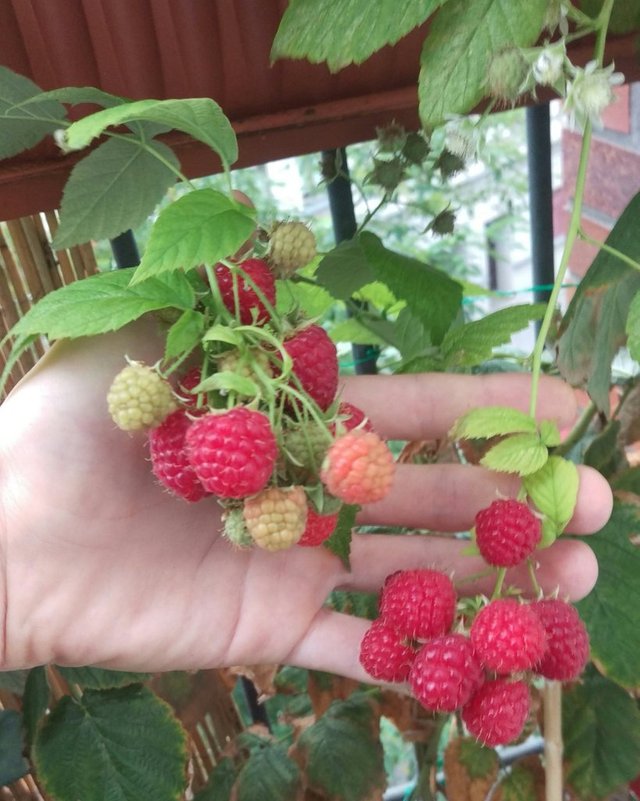 Autumn raspberries