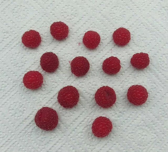 Autumn Raspberries Harvest