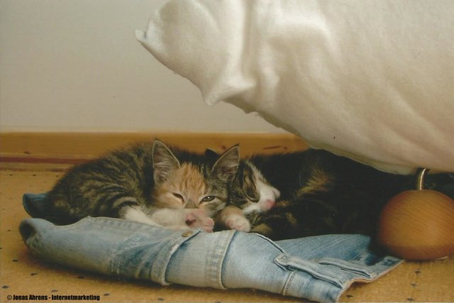  photo cat-love_zpstk3n201f.jpg