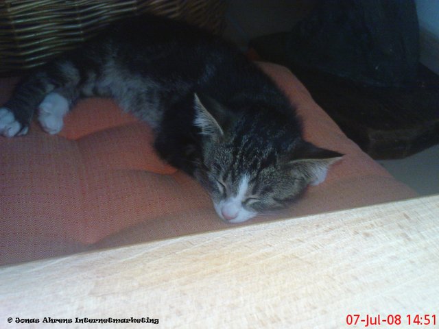  photo Kumar-sleeping-cat_zpst3o5l2rl.jpg