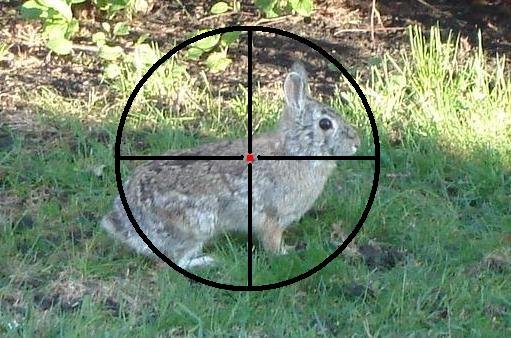  photo rabbit-crosshairs9_zps0phtih58.jpg