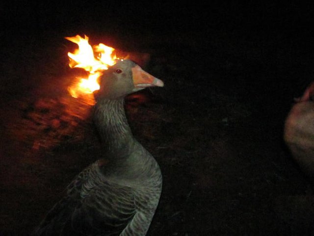 Fire Goose