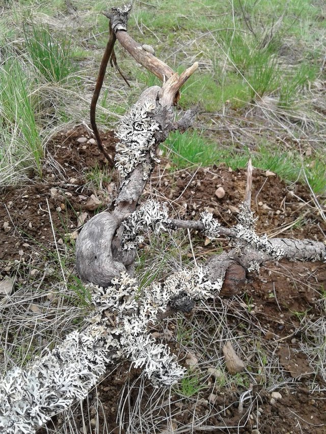 Pine gall branch