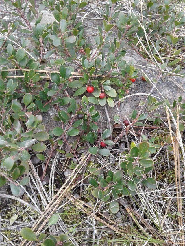 berries