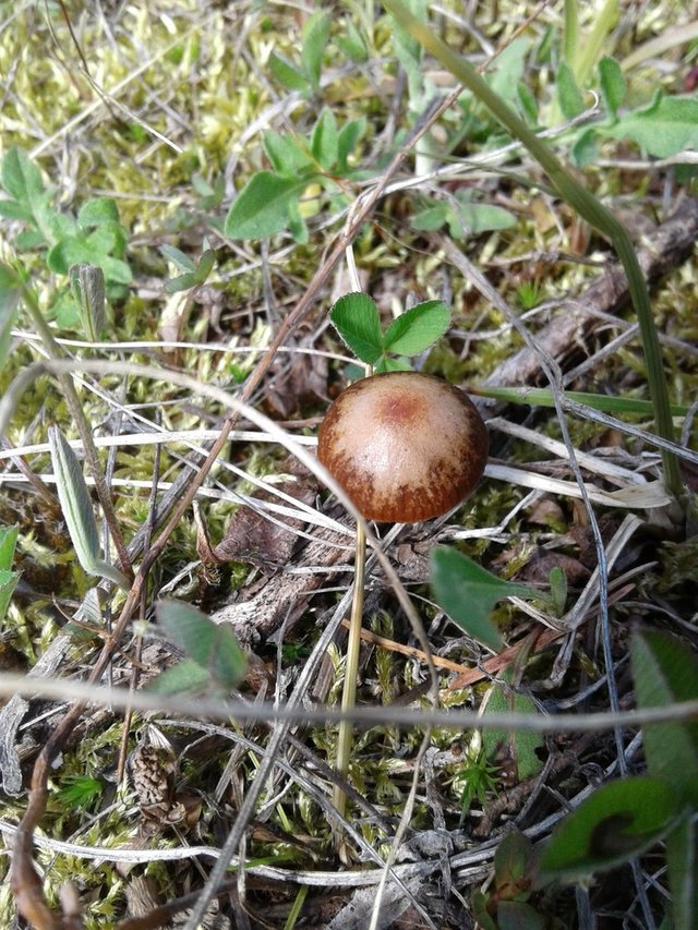 mushroom