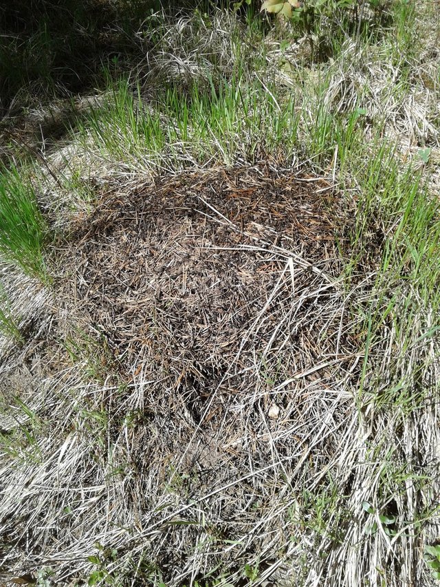 ant hill