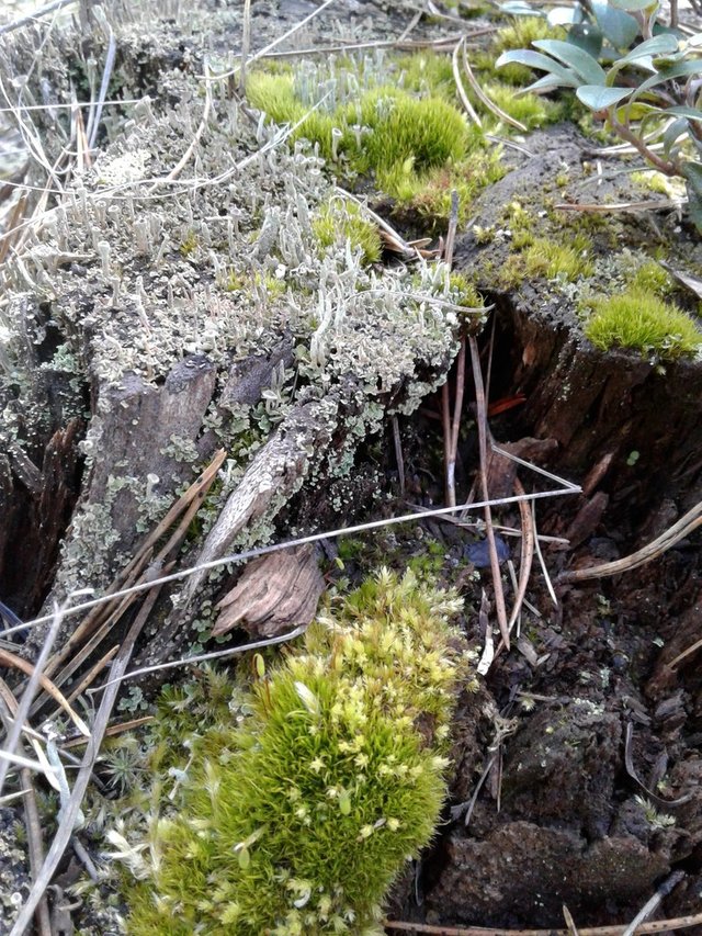 many mosses