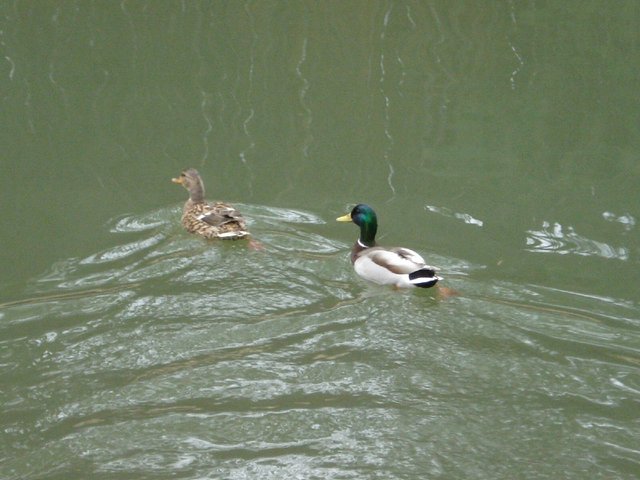 Mallards