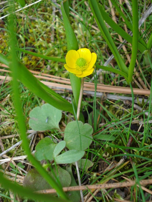 yellow flower