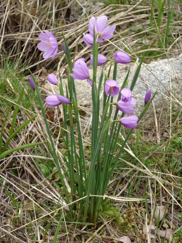 purple flowers