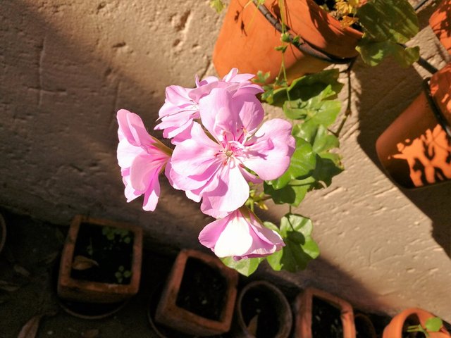 Pelargonium1