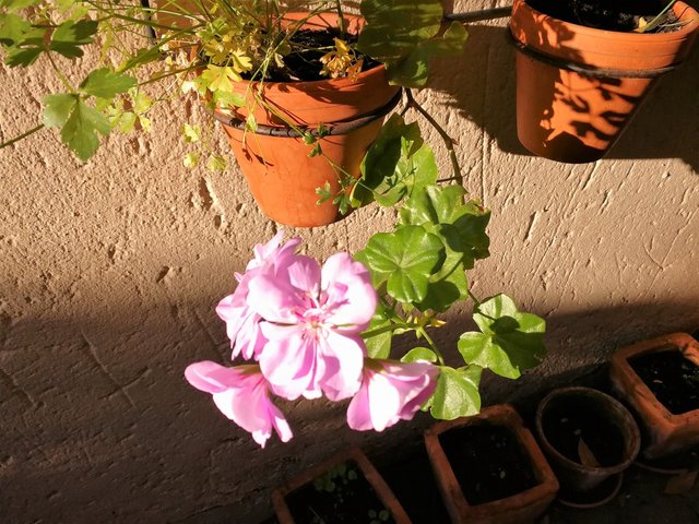 Pelargonium over celery