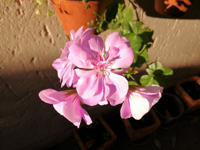 Pelargonium head on