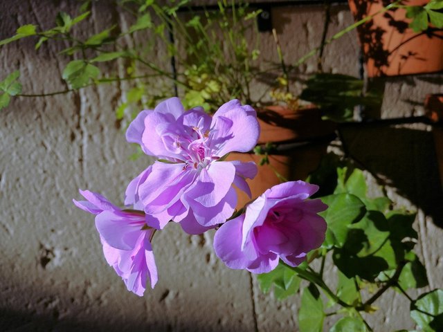 Pelargonium view from the right