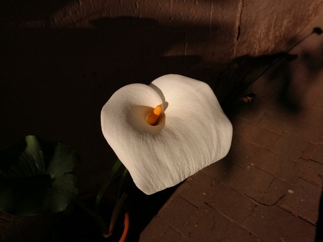 Arum lily