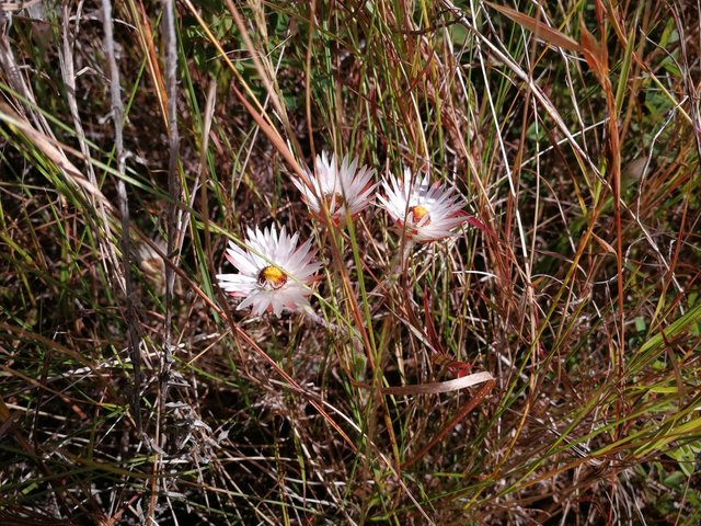 daisies