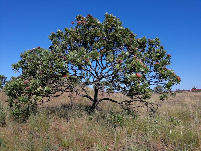 protea