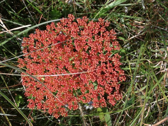 Cool red plant top view