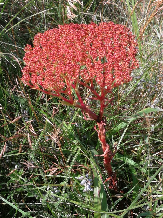 Cool red plant