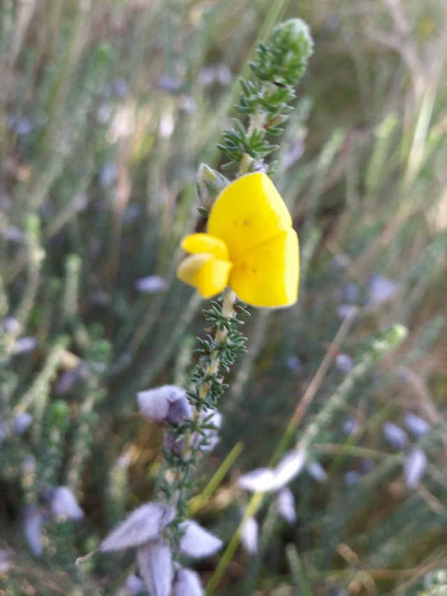 yellow flower