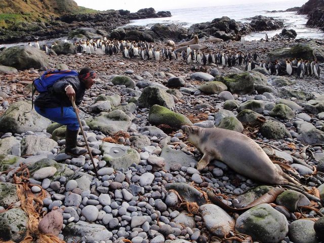 Thando seal and penguins