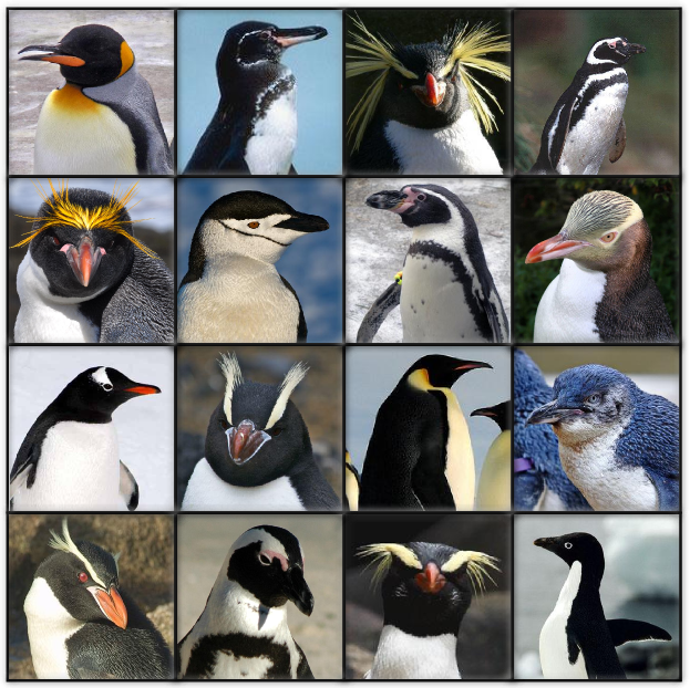 Penguins of the World — Steemit