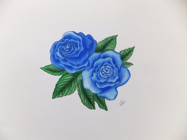drawn roses in color