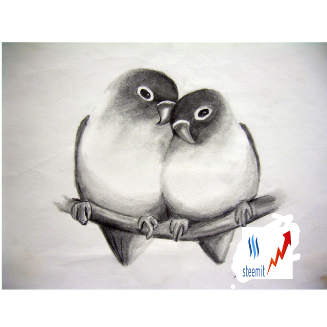 Beautiful Birds Love Birds Sketch Steemit