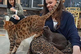 Cat Cafes in Seoul