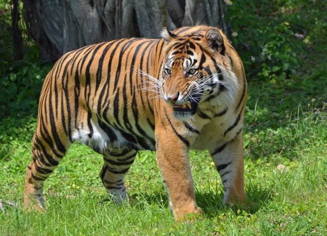 Royal Bengal Tiger - National animal of Bangladesh — Steemit