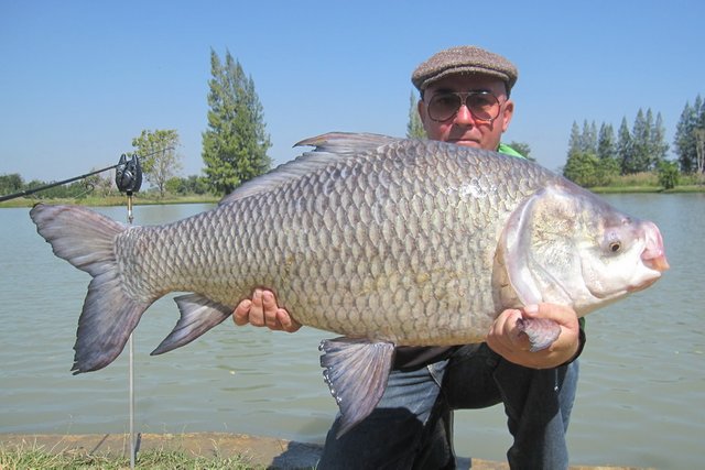 Fishing in Cambodia for carp fishes 