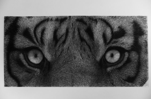 Original Tiger Eyes Charcoal Drawing Steemit