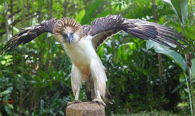 philippine eagle flying