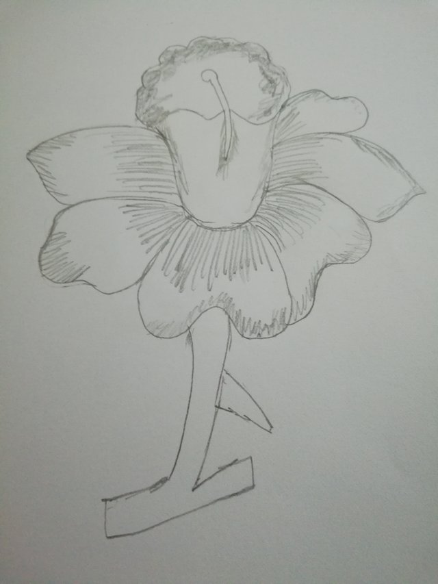 hibiscus pencil drawing