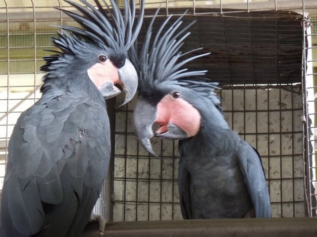 Black Palm Cockatoo Steemit