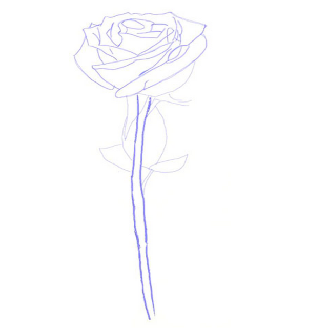 See How To Have A Rose Steemit