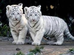 In What Countries Is the White Tiger Found?