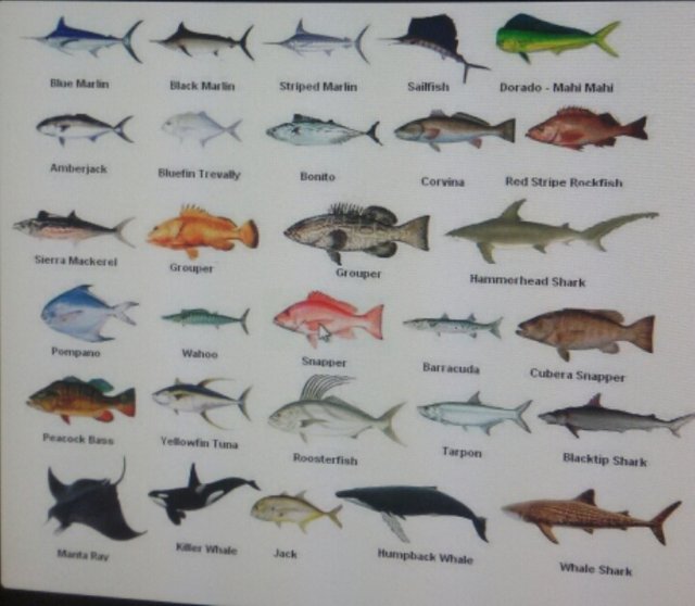 types of fish names