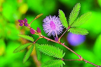 Mimosa Trees Wonderful Moments Steemit