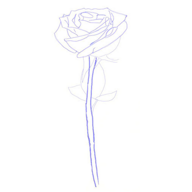 See How To Have A Rose Steemit