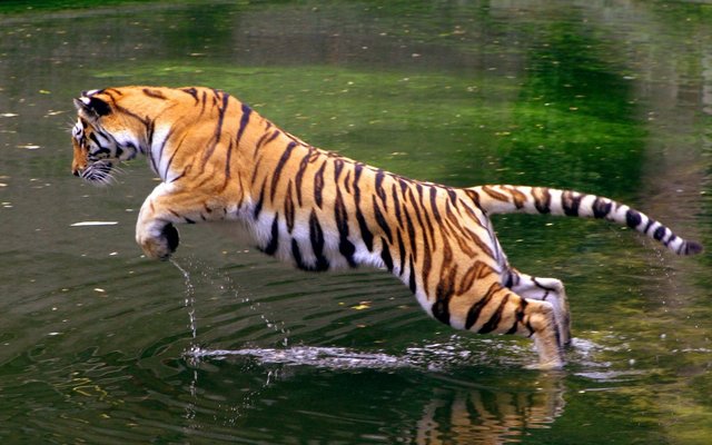 royal bengal tiger in sundarban