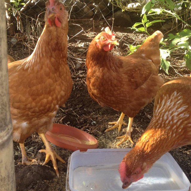 Ginger, Maryann and Mrs. Howell