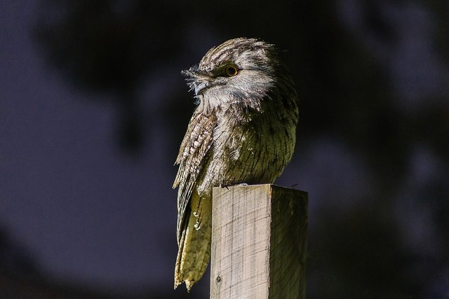 Tawny Frog Mouth