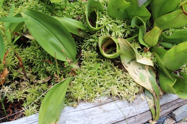 Pitcher Plants