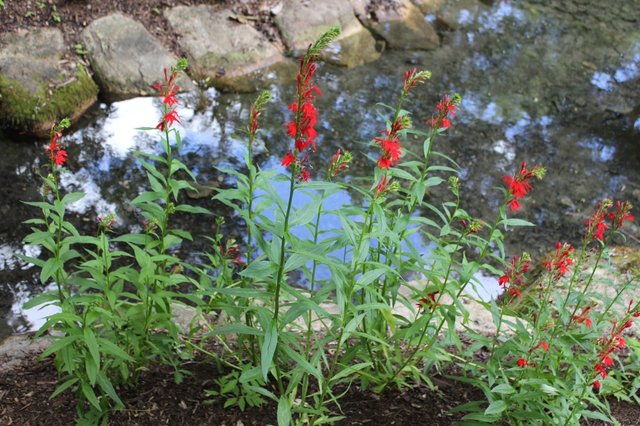 Cardinal Flowers