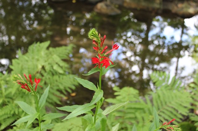 Cardinal Flower