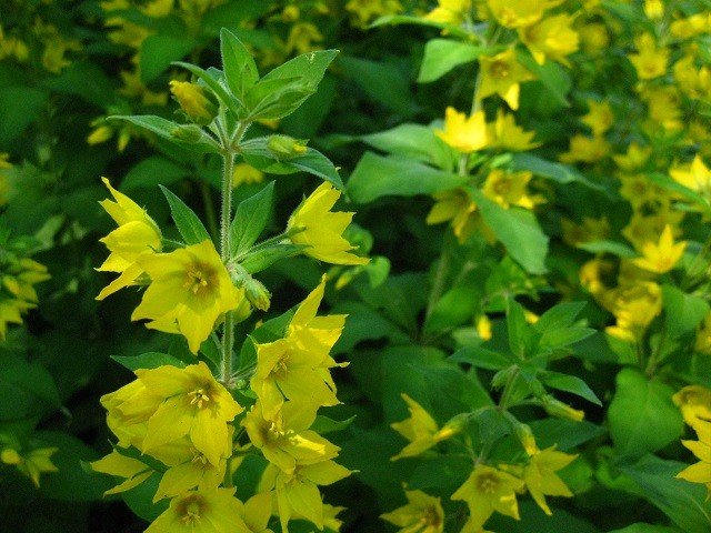 Yellow_Star_Flower2