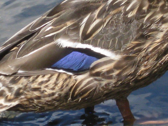 DUCK5